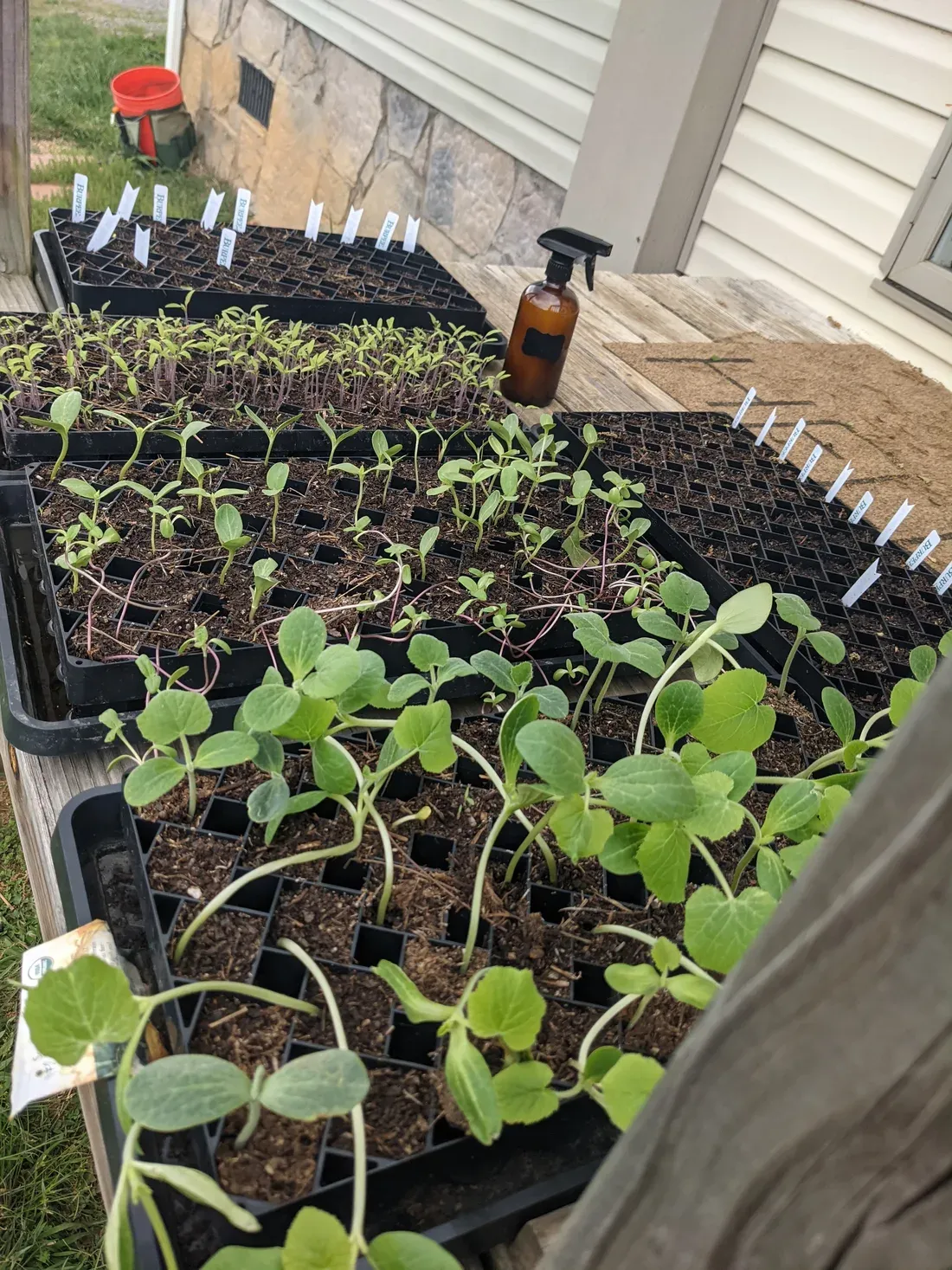 A flat of home-started tomato, squash and cucumber seedlings in cell trays on a back porch — the founder's actual seed starts, spring 2023