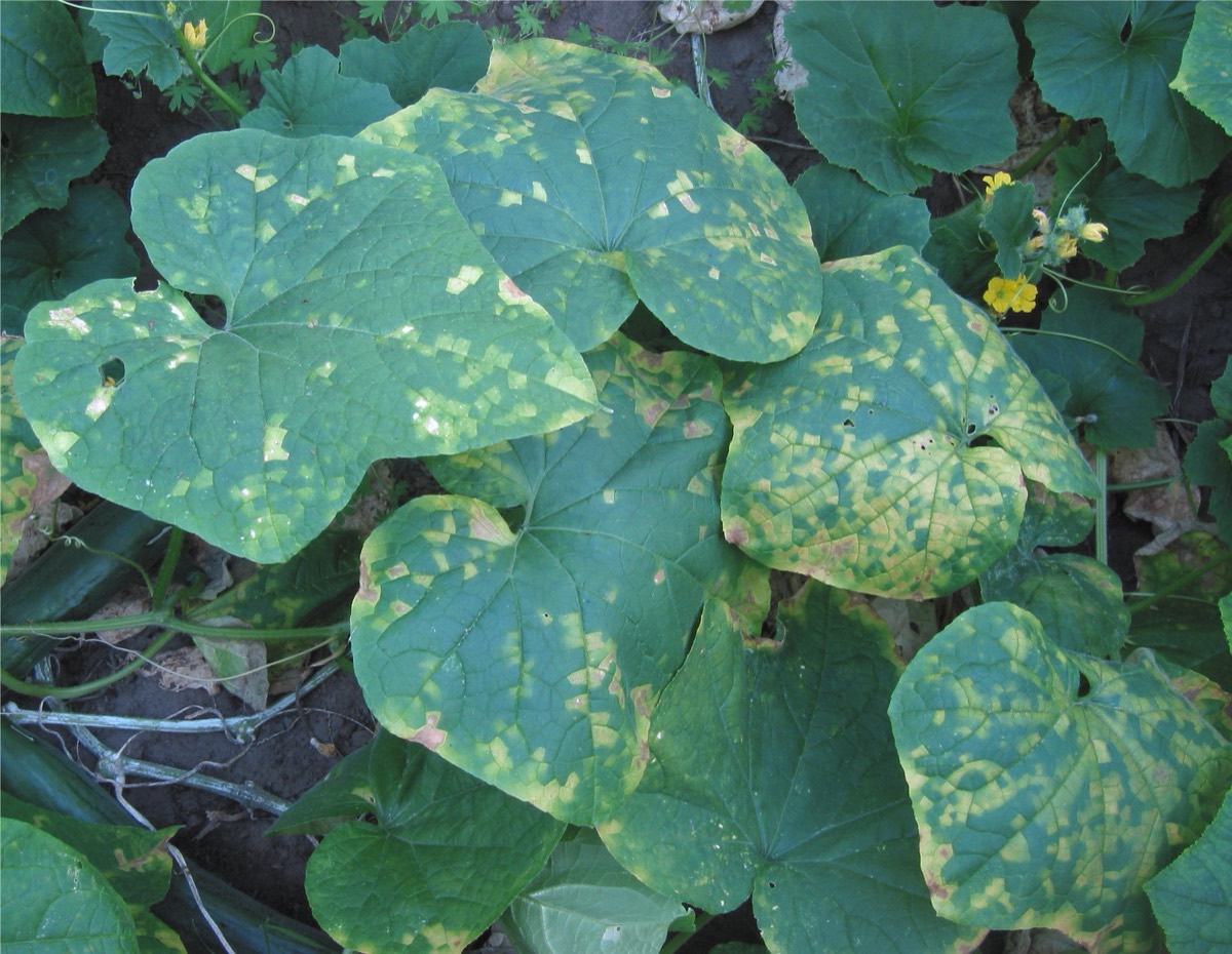 Cucumber plants seen from above with many small angular yellow patches on the leaves. Each patch has straight sides because it stops where it meets a leaf vein, giving the leaves a tiled appearance. Older patches have turned brown.