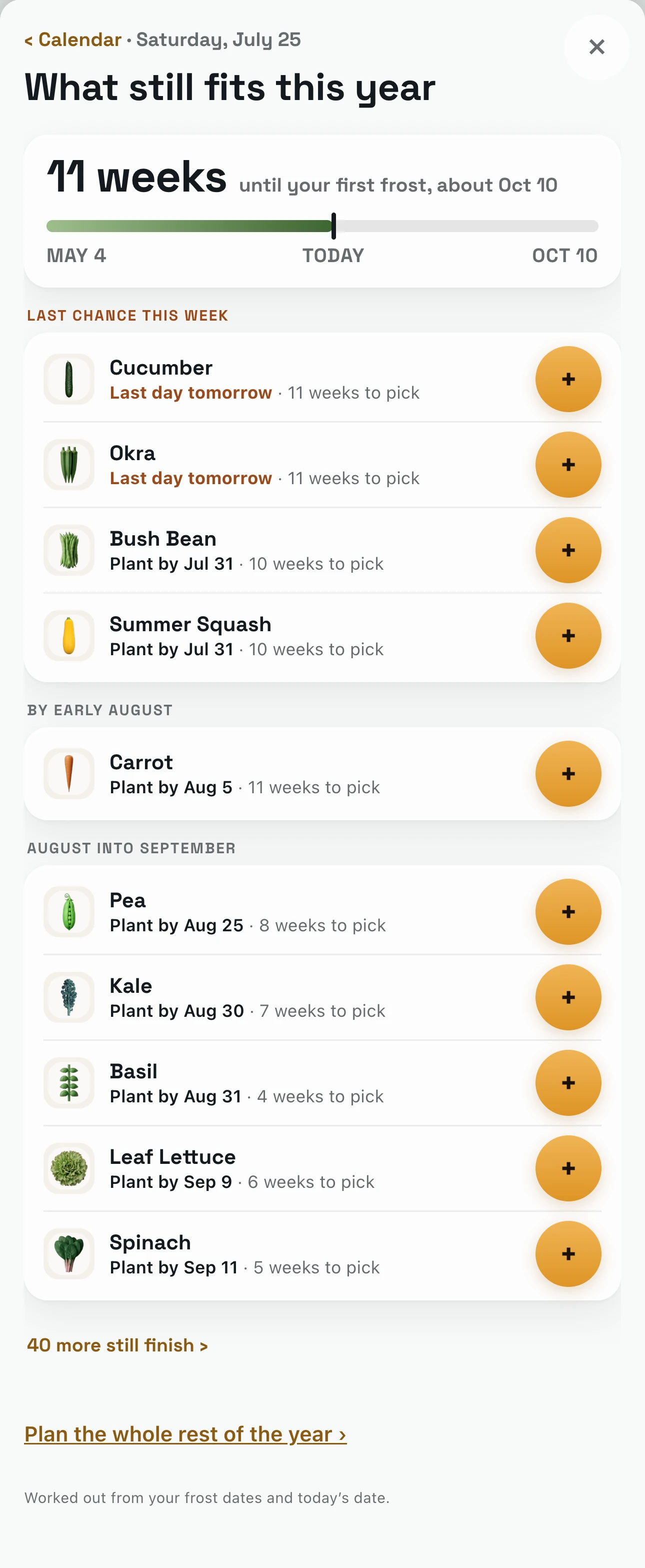 What still fits this year on Saturday, July 25: 11 weeks until the first frost, about Oct 10, over a bar from May 4 to Oct 10 with today marked, then the crops by their last day to plant: cucumber and okra last day tomorrow, bush bean and summer squash by Jul 31, carrot by Aug 5, then pea, kale, basil, leaf lettuce and spinach into September