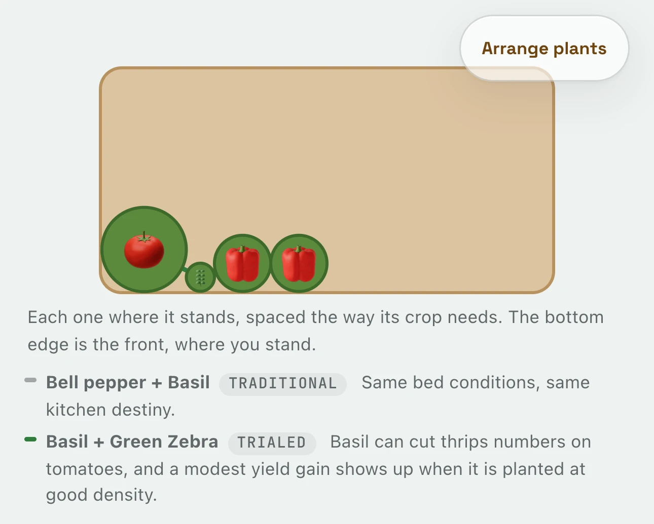 The salsa bed drawn from above: the Green Zebra tomato, two bell peppers and basil where they stand, then why basil helps the tomato and the peppers