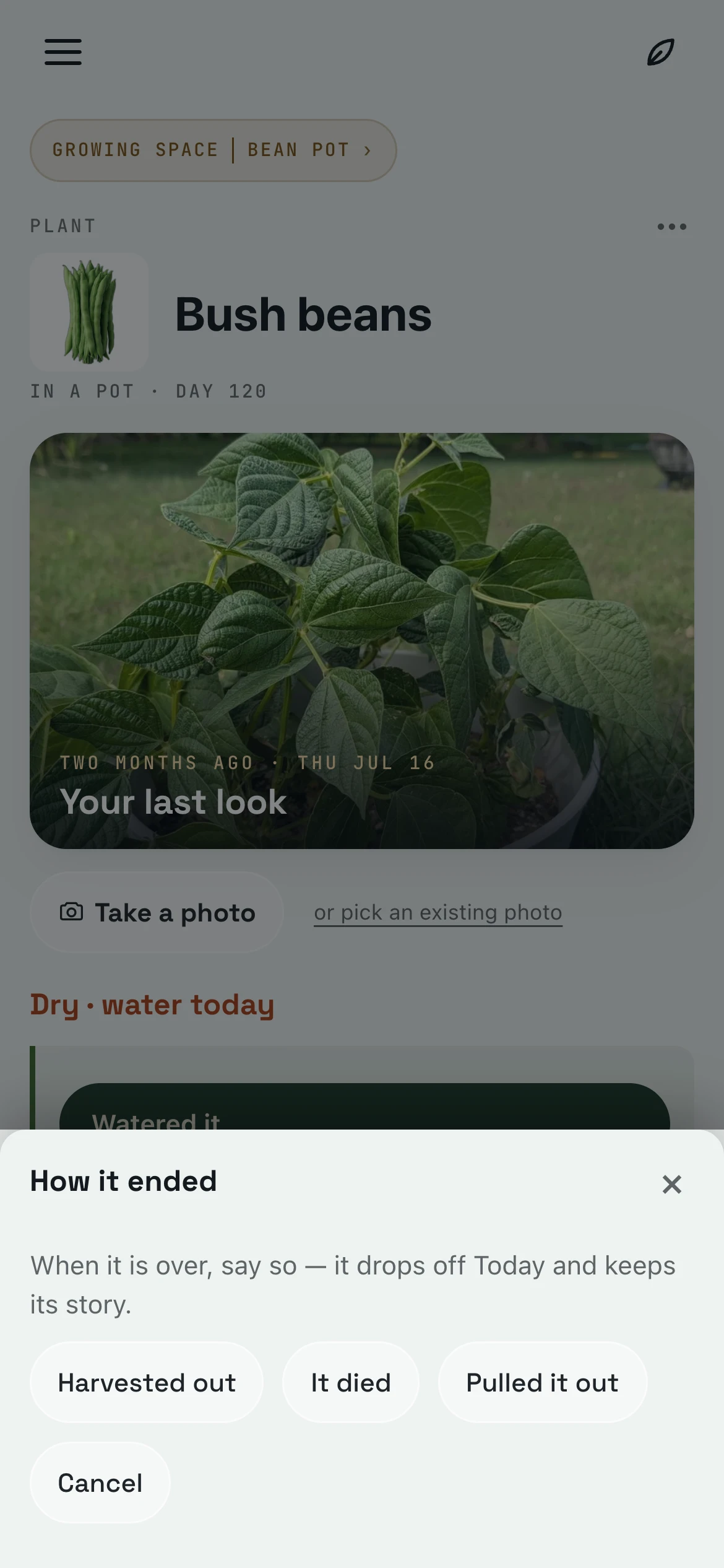 How it ended, open over the bush beans’ page: When it is over, say so, it drops off Today and keeps its story, with Harvested out, It died and Pulled it out