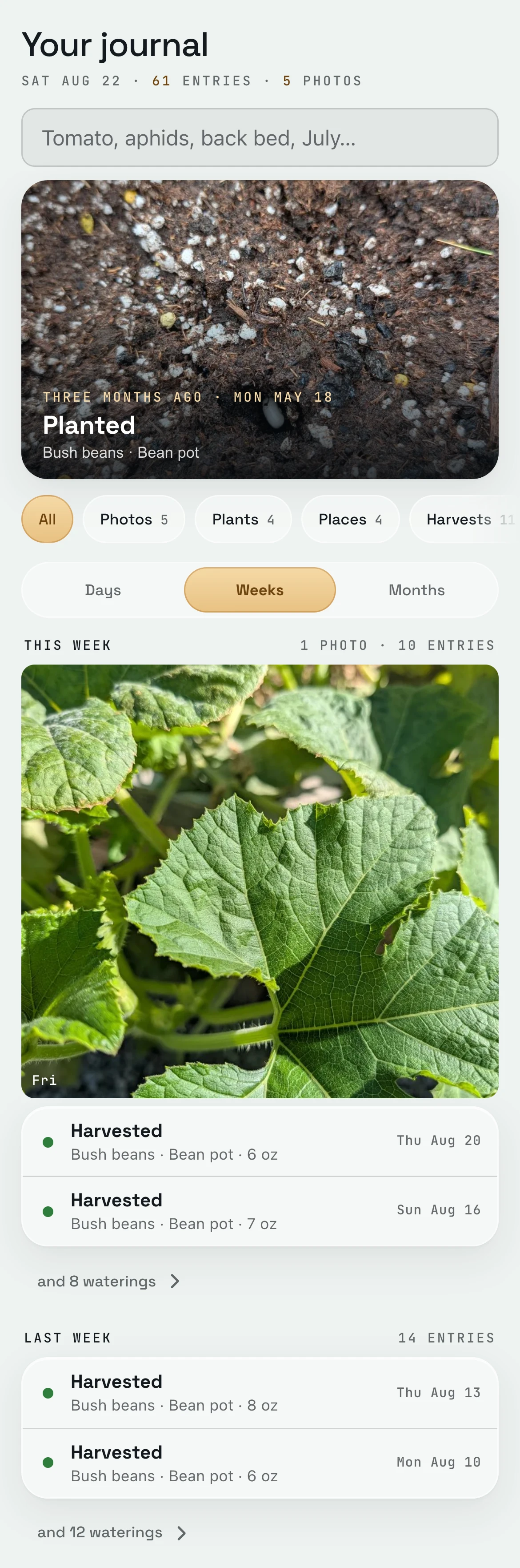 Your journal in late August: a photo from May up top, then this week and last week, each with its bean pickings listed and the waterings folded into one line