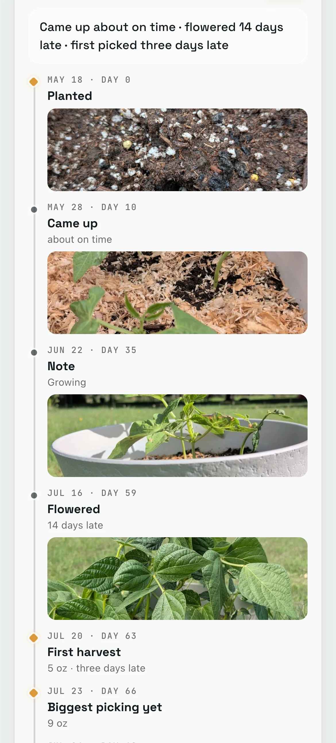 The bush beans’ story: planted, came up about on time, growing, flowered 14 days late, first harvest and biggest picking, each with its day count, most with a photo