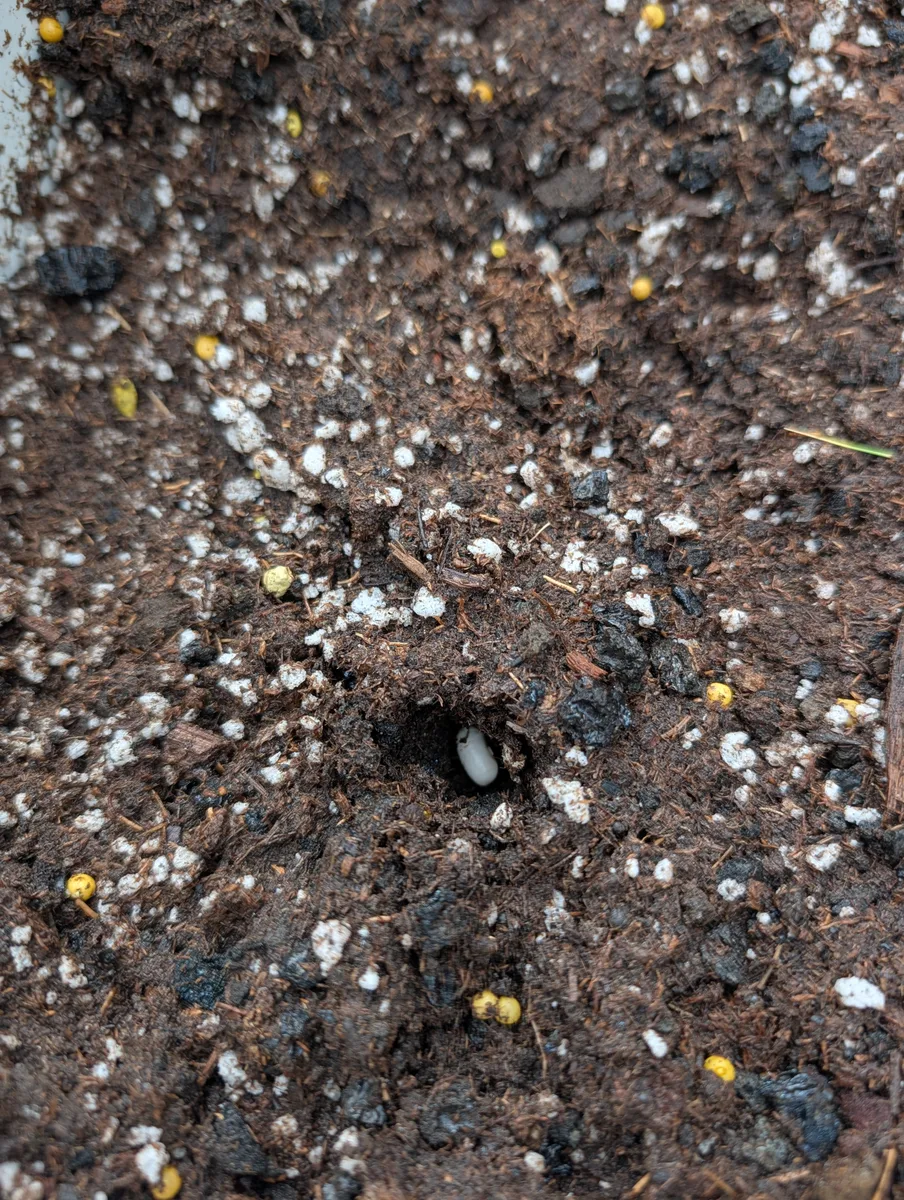 Soil with a bean seed sown