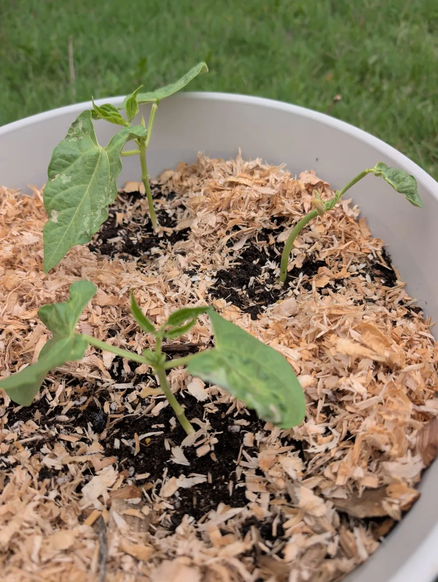 A bean seedling just up