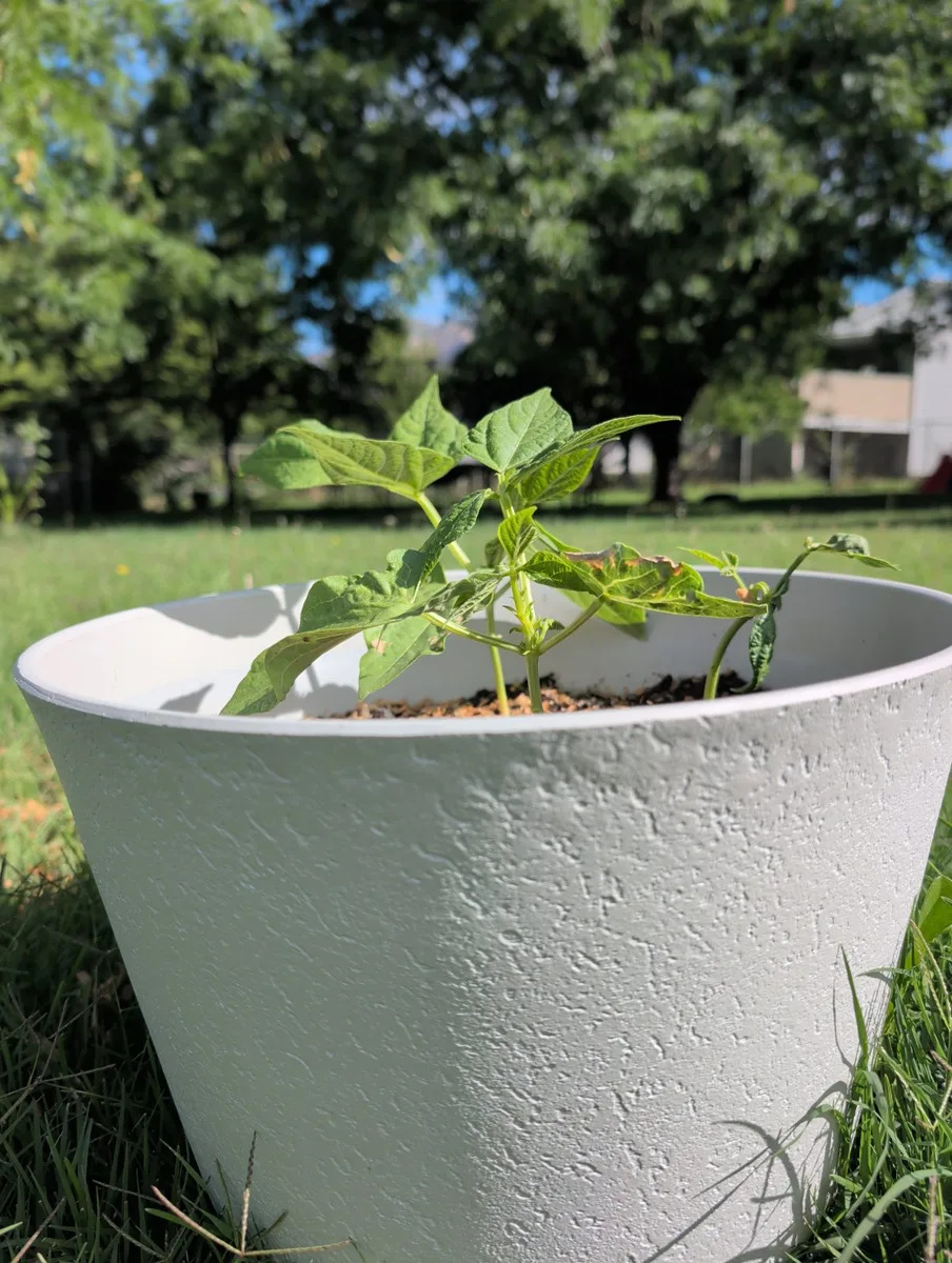 The bean plant growing in its pot