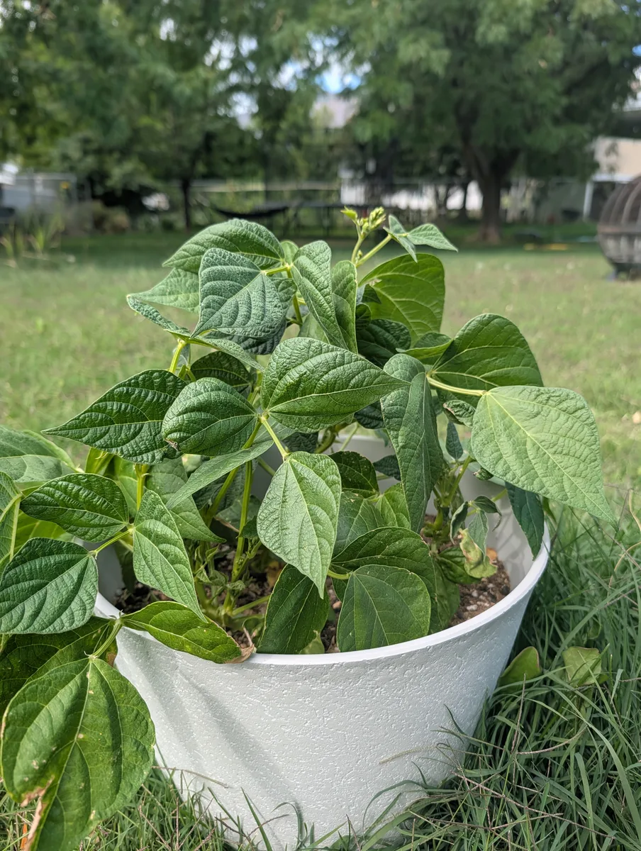 The bean plant in flower