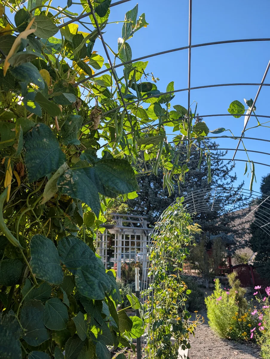 Pole beans climbing a trellis