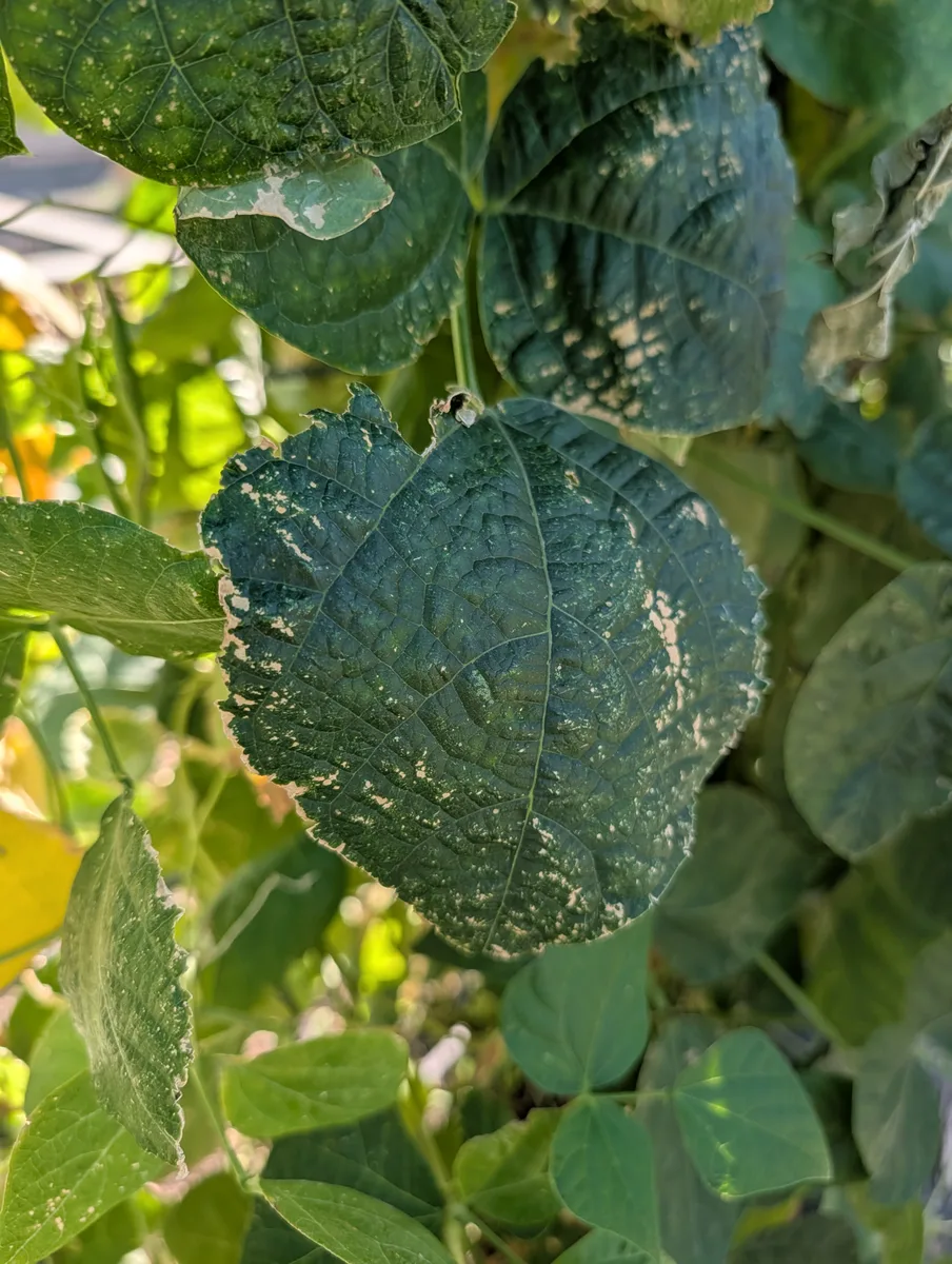 A mottled bean leaf