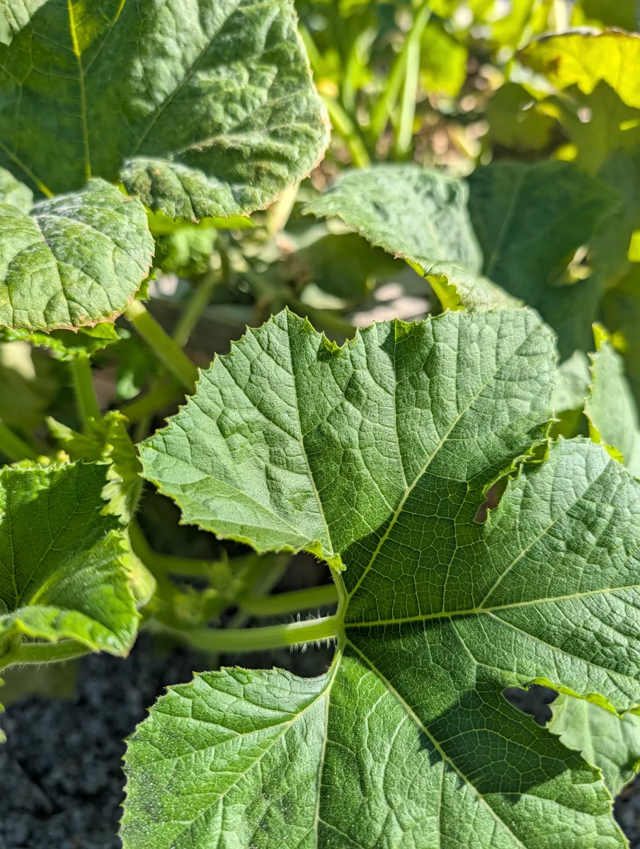 A squash leaf