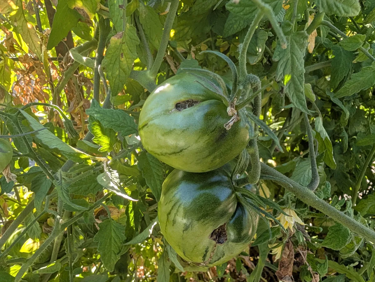 A tomato with a cracked fruit
