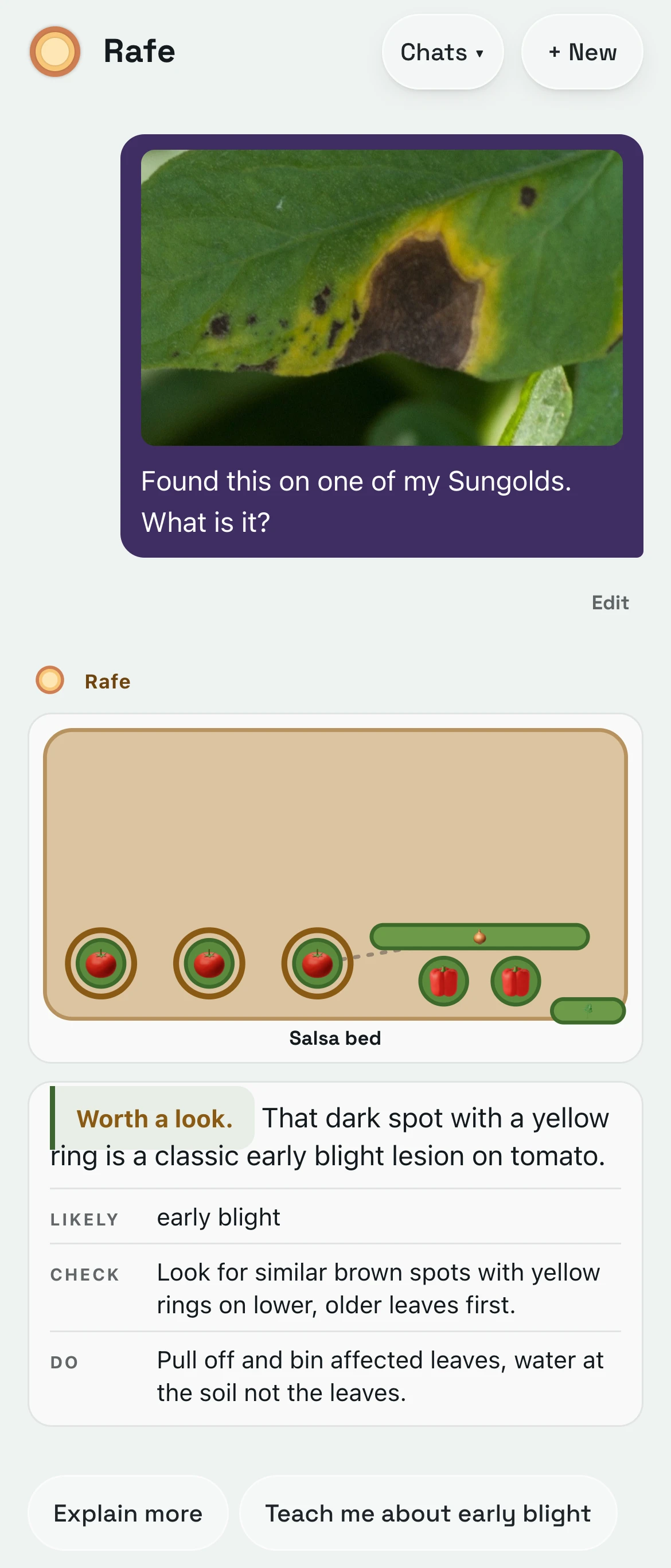 A photo of a spotted tomato leaf sent to Rafe, and the answer: Worth a look, likely early blight, what to check and what to do
