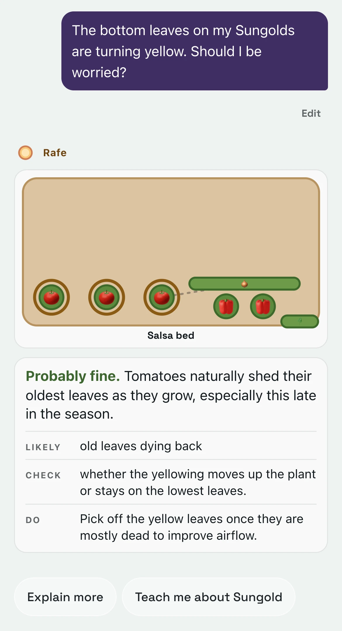 Rafe’s answer about yellow Sungold leaves: the salsa bed drawn with the three Sungolds circled, then Probably fine, and what’s likely, what to check and what to do