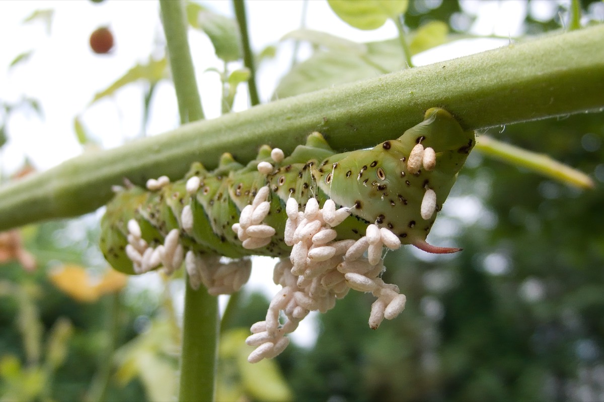 A green hornworm caterpillar hanging under a tomato stem, its back and sides covered in dozens of small white rice-shaped braconid wasp cocoons. Its tail horn is orange-red.