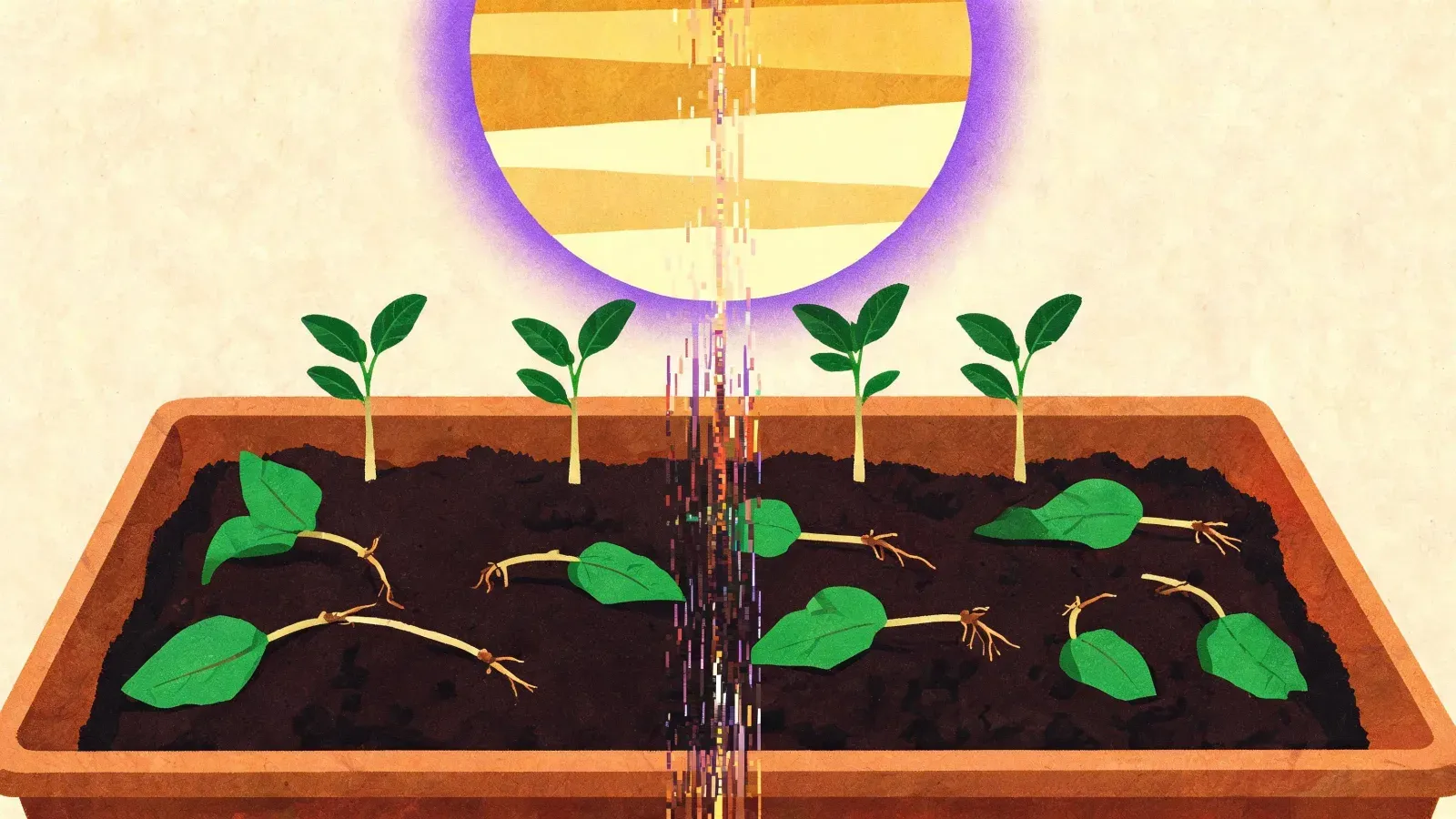 A seed tray of dark compost. Four small seedlings stand upright at the back while seven others lie toppled flat on the soil, each with a thin pale stem and bright green leaves that still look perfectly healthy. A banded sun disc glows above the tray.