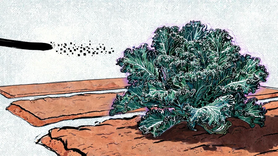 A dark blue-green curly kale plant edged with white frost, growing low in dry cracked terracotta soil.