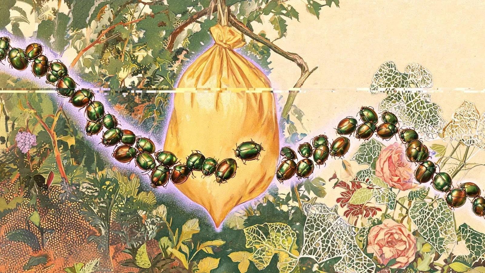 A stream of green and copper beetles flies past a bulging full trap bag and on to roses eaten down to lace.