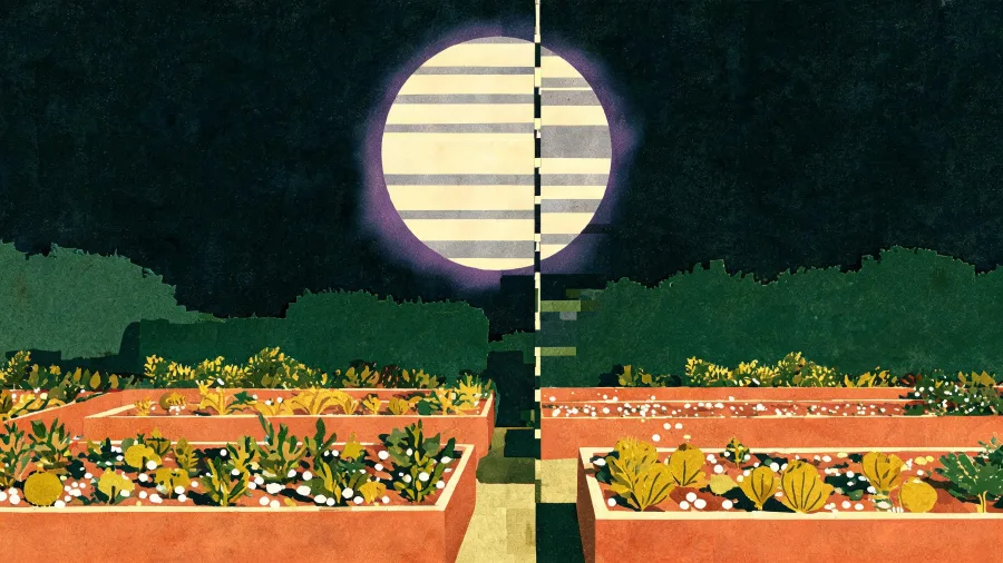 Two terracotta raised beds full of low leafy plants at night, under a large pale banded moon and a dark hedge.
