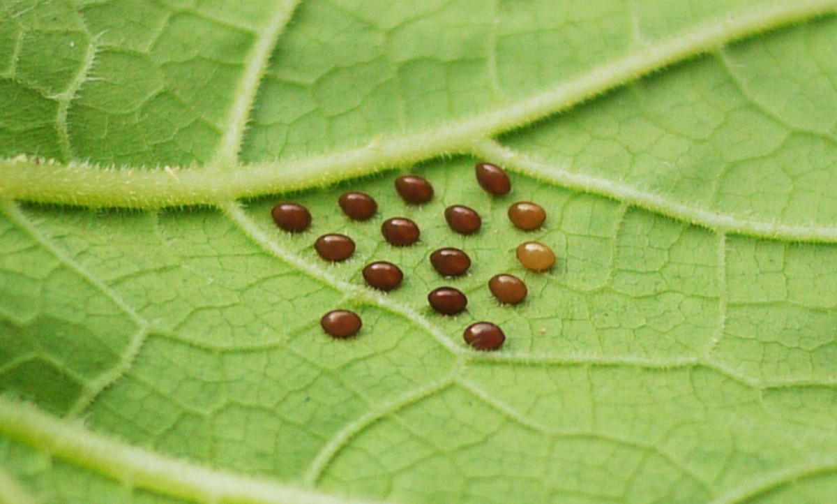 A cluster of about sixteen shiny copper and dark reddish-brown squash bug eggs on the hairy underside of a pumpkin leaf, sitting in the V where two leaf veins meet.