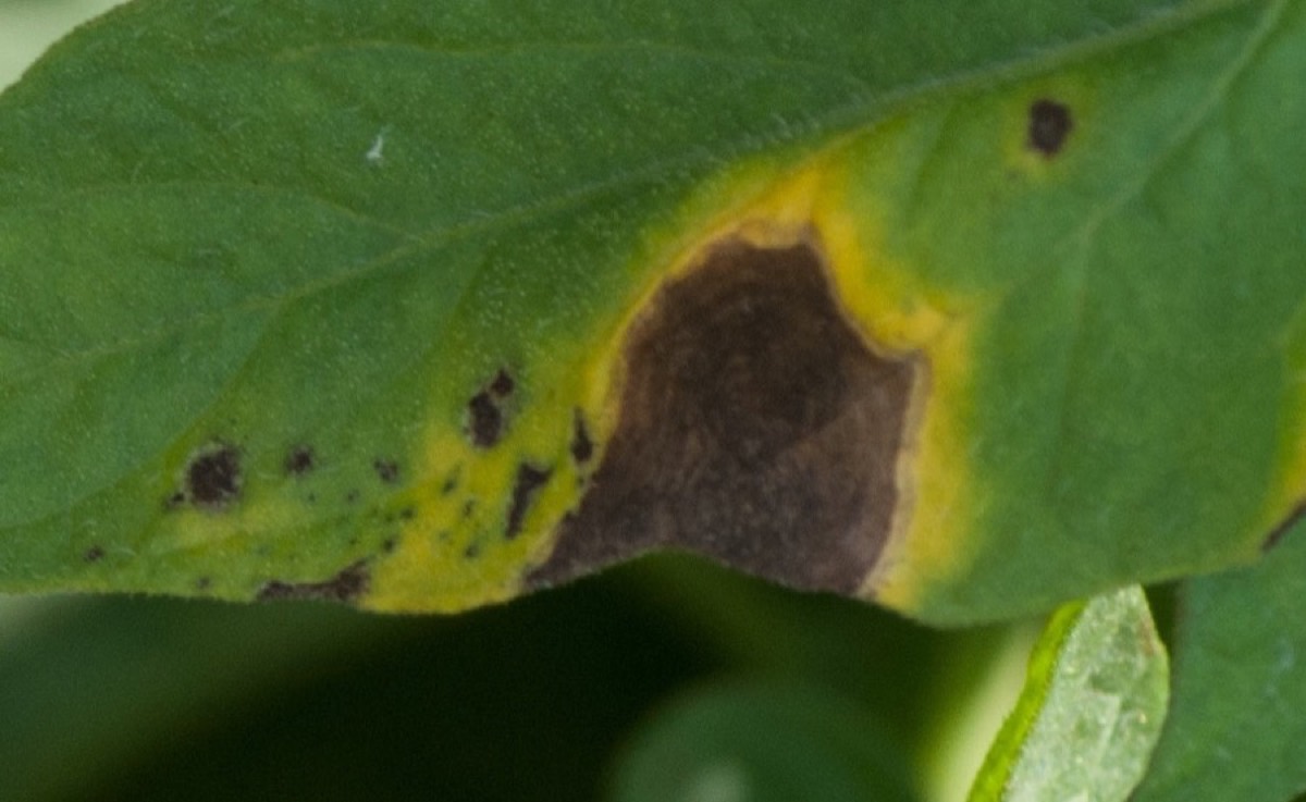 Close-up of a tomato leaf with a large dark brown early blight lesion surrounded by a bright yellow halo, plus several smaller dark spots on the same leaf.