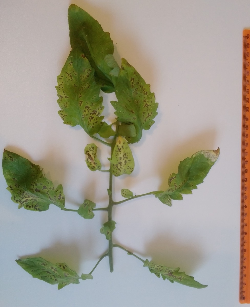 A whole tomato leaf laid on a white background beside a ruler, covered in dozens of small dark spots across every leaflet, with the leaf yellowing between them.